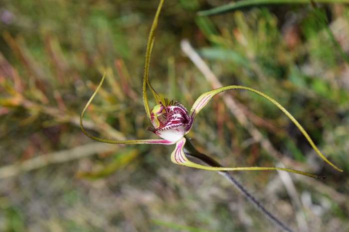 Caladenia - Orchid-Badgingarra-Vern-Westbrook-walk-Sep-2018p0001.JPG